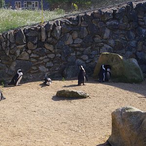 African Penguins- Penguin Cove- 3/6/2022