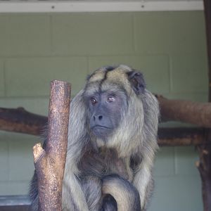 Black Howler Monkey- 3/6/2022