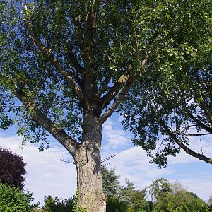 Black Howler Monkey trees- 3/6/2022