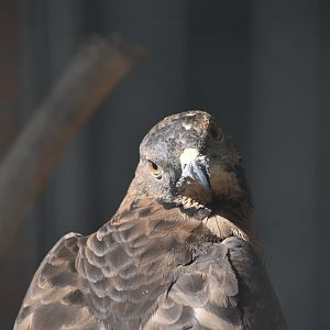 Crested honey buzzard (Pernis ptilorhynchus)