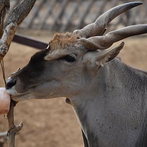 Common eland (Taurotragus oryx)
