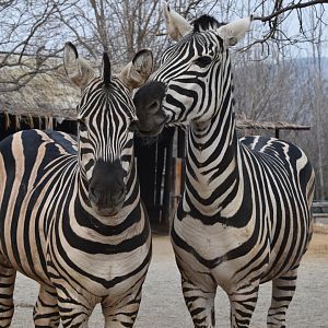 Plains zebra (Equus quagga）