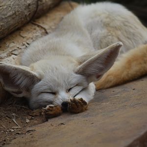 Fennec fox (Vulpes zerda)