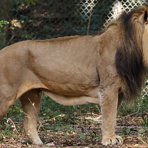 Asiatic Lion