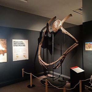 Deinocheirus arms