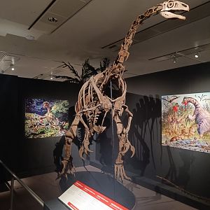Nothronychus skeleton