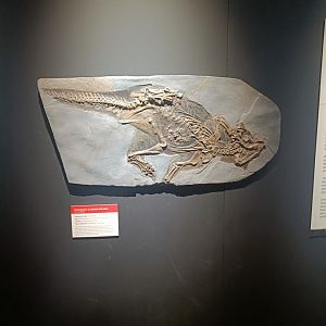 Psittacosaurus