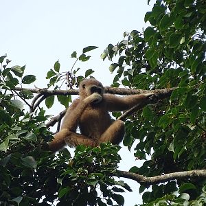 Lar gibbon (Hylobates lar entelloides)