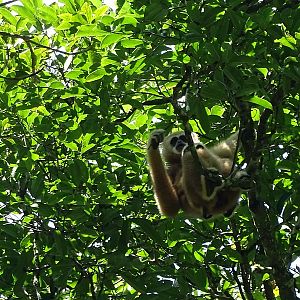 Lar gibbon (Hylobates lar entelloides)