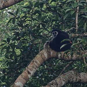 Lar gibbon (Hylobates lar entelloides)