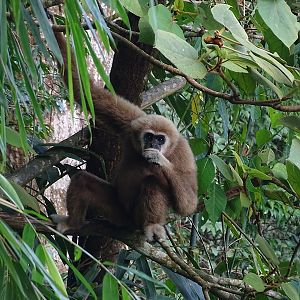 Lar gibbon (Hylobates lar entelloides)