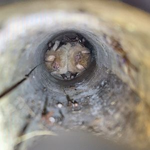 Common woolly bat (Kerivoula hardwickii)