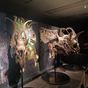 Ceratopsian skulls