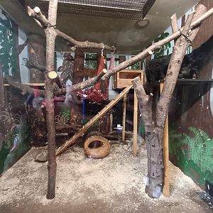 Binturong- enclosure