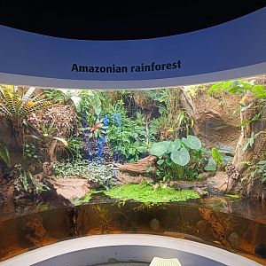 Amazonian Rainforest paludarium