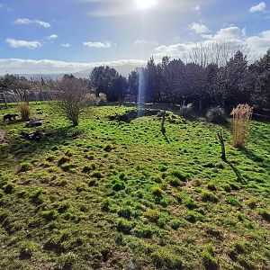 Giant Anteater- enclosure