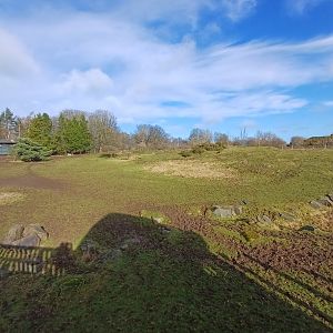 Grevy's Zebra- enclosure