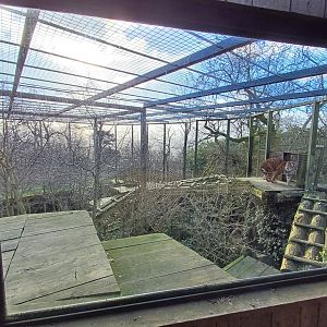 Sumatran Tiger- enclosure