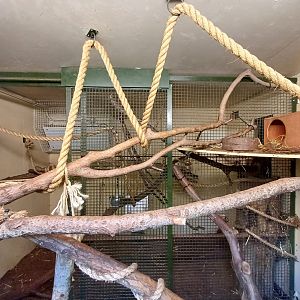 Ground Cuscus- enclosure