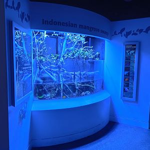 Indonesian Mangrove Swamp paludarium