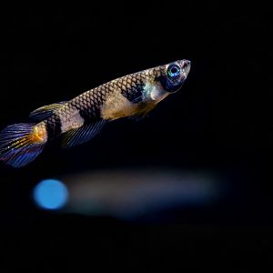 Banded Panchax (Epiplatys annulatus) & Lampeye panchax (Poropanchax luxophthalmus)