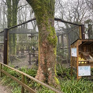 Mixed African aviary 140224