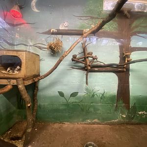 Northern Luzon giant cloud rat exhibit 140224