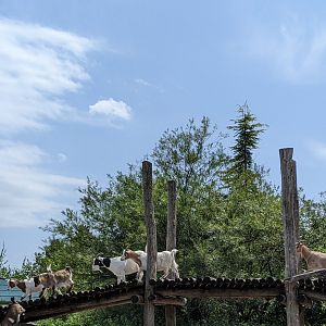 Goats crossing a bridge