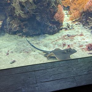 Bluespotted Ribbontail Ray
