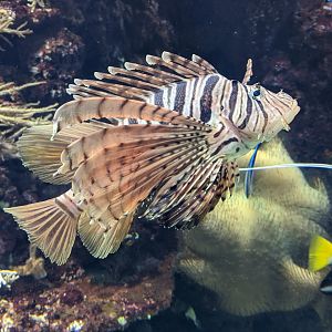 Lionfish