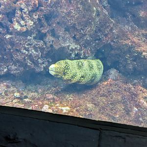 Snowflake Moray Eel