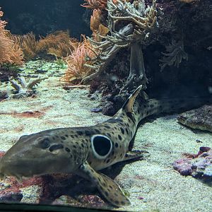 Epaulette Shark