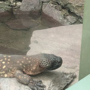 Rio Fuerte Beaded Lizard