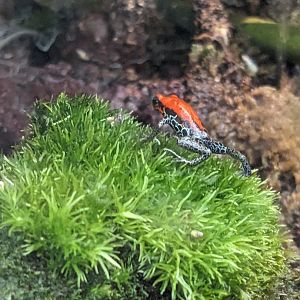 Red-Backed Poison Dart Frog