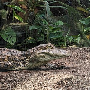 Broad-Snouted Caiman