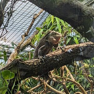 Lesser Antillean Iguana
