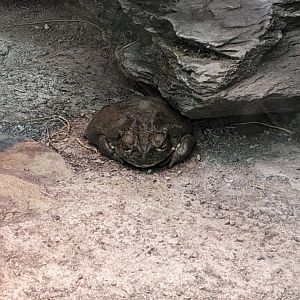 Colorado River Toad