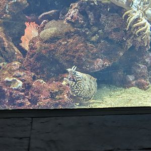 Dragon Moray