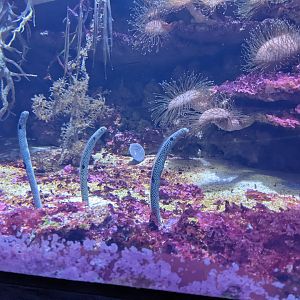 Garden Eels