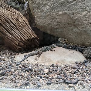 Baja Blue Rock Lizard