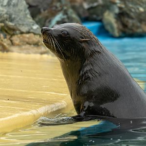 South American fur seal, Banham zoo, UK