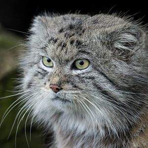 Pallas's cat, Banham zoo, UK