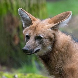 Maned wolf, Banham zoo, UK