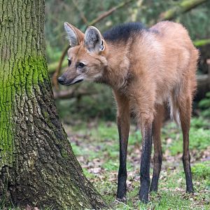 Maned wolf, Banham zoo, UK