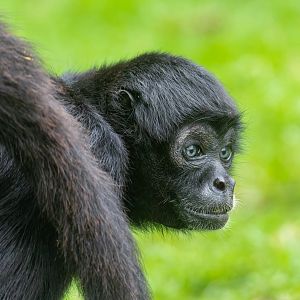 Black headed spider monkey, Banham zoo, UK