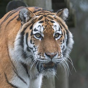 Amur Tiger (f), Mishka, Banham zoo, UK