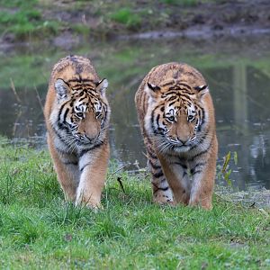 Amur Tiger cubs, Banham zoo, UK