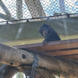 Chimp infant