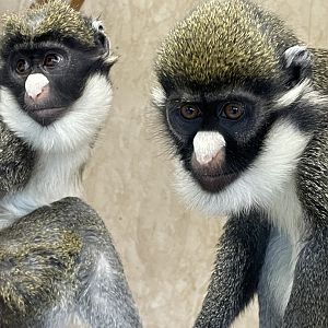 Lesser Spot-Nosed Guenon Pair