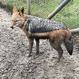 A Very Muddy Black-Backed Jackal